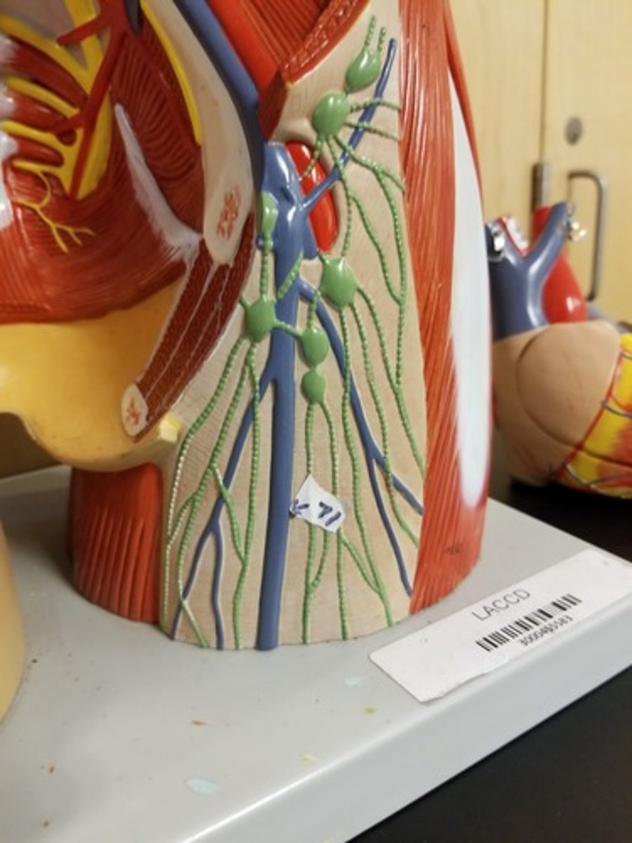 <p>Name vessel identified with #71 and arrow</p>