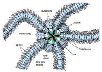 <p> = brittle stars, basket stars<br>- dominate deep sea soft bottom<br>- worst osmoregulator among P. echinoderms (as whole, not good osmoregulators)<br>- well-defined flat central disc<br>- long, slender arms<br>- no ambulacral grooves (nonsuctorial tube feet come out of groove but still have tube feet)<br>- radial canals inside arms<br>- madreporite on oral surface<br>- gut blind sac (no anus)<br>- gonads released into bursal slits (a pair each arm)<br>- central nervous system control arms, most active echinoderms<br>- GREAT autonomy and regeneration (throw arm off)<br>- NO pedicellariae (protection and eating), NO papullae (water vascular system)<br>- UNBRANCHED arms, movement in S shape, fast waving arms, move only laterally (VERTEBRAL ossicles - like door hinge only up and down, brittle star left and right)</p>