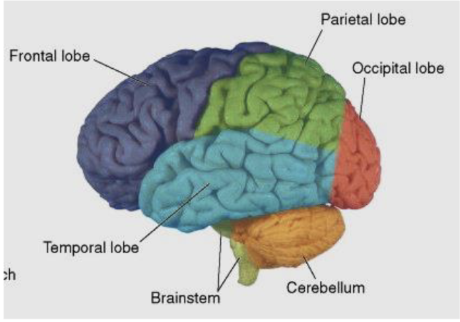 <p>what is the function of the cerebellum (“little brain”)?</p>