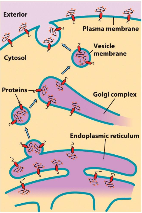 <ul><li><p class="">Orientation of transmembrane protein is maintained through its travel</p></li><li><p class=""><strong>Cytoplasmic end</strong> of protein sticks out into <strong>cytosol</strong></p></li><li><p class=""><strong>ER lumen end</strong> of protein faces into <strong>lumen of ER/Golgi/vesicle</strong></p></li><li><p class="">*After exocytosis, ER lumen end of protein is on outside of plasma membrane since it merges and inverts</p></li><li><p class="">Proteins are tagged with <strong>signals</strong> to allow them to go to their designated locations</p></li></ul><p></p>