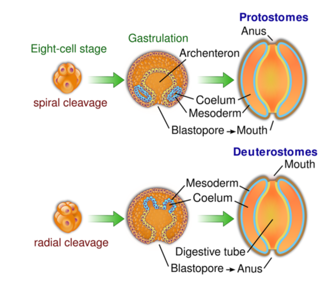 <ul><li><p><span>Proto - Forms mouth first</span></p></li><li><p><span>Deutero - Forms anus first</span></p></li></ul><p></p>