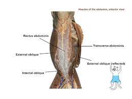 <p>Origin: Lower ribs</p><p>Insertion: Linea alba</p><p>Action: Compression of the abdomen</p>