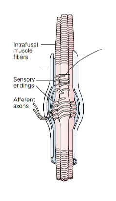 <p>mechanoreceptors that signal length and changes in length of muscles (stretched and shortened)</p>