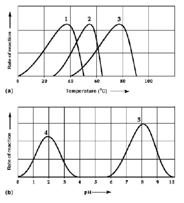 <p><br>Which curve(s) on the graphs may represent the temperature and pH profiles of an enzyme taken from a bacterium that lives in a mildly alkaline hot springs at temperatures of 70°C or higher?</p>