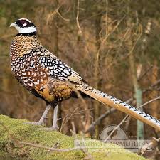 <p>Family: Phasianidae</p><p>Status: VU</p>