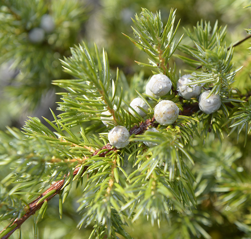 <p>shore juniper</p>