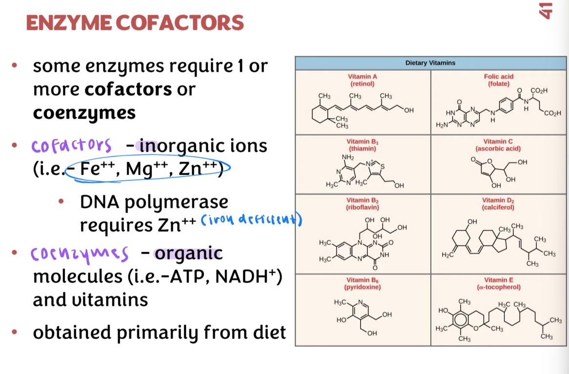 <p>some enzymes require 1 or more cofactors or coenzymes</p><ul><li><p>cofactors: inorganic ions</p></li><li><p>coenzymes: organic molecules and vitamins</p></li><li><p>obtained primarily from diet</p></li></ul><p></p>