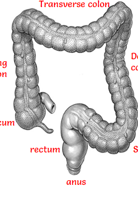 <p>Large intestine order (letters)<br><br></p>