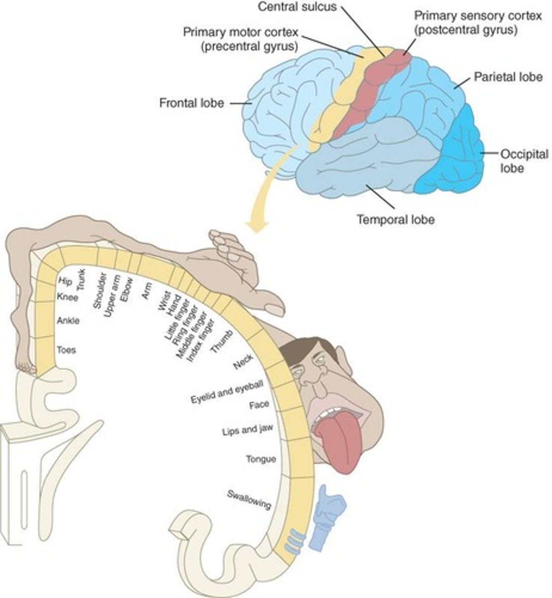 <p>A representation on the motor strip related to how much of the brain is dedicated to particular movements</p>