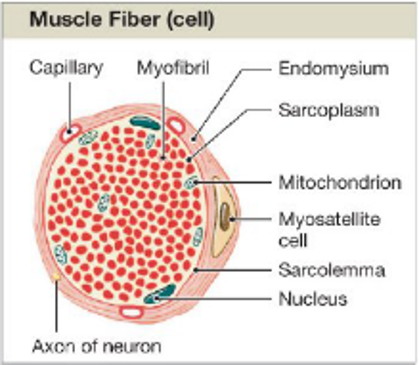 <p>support and repair damaged muscle cells</p>