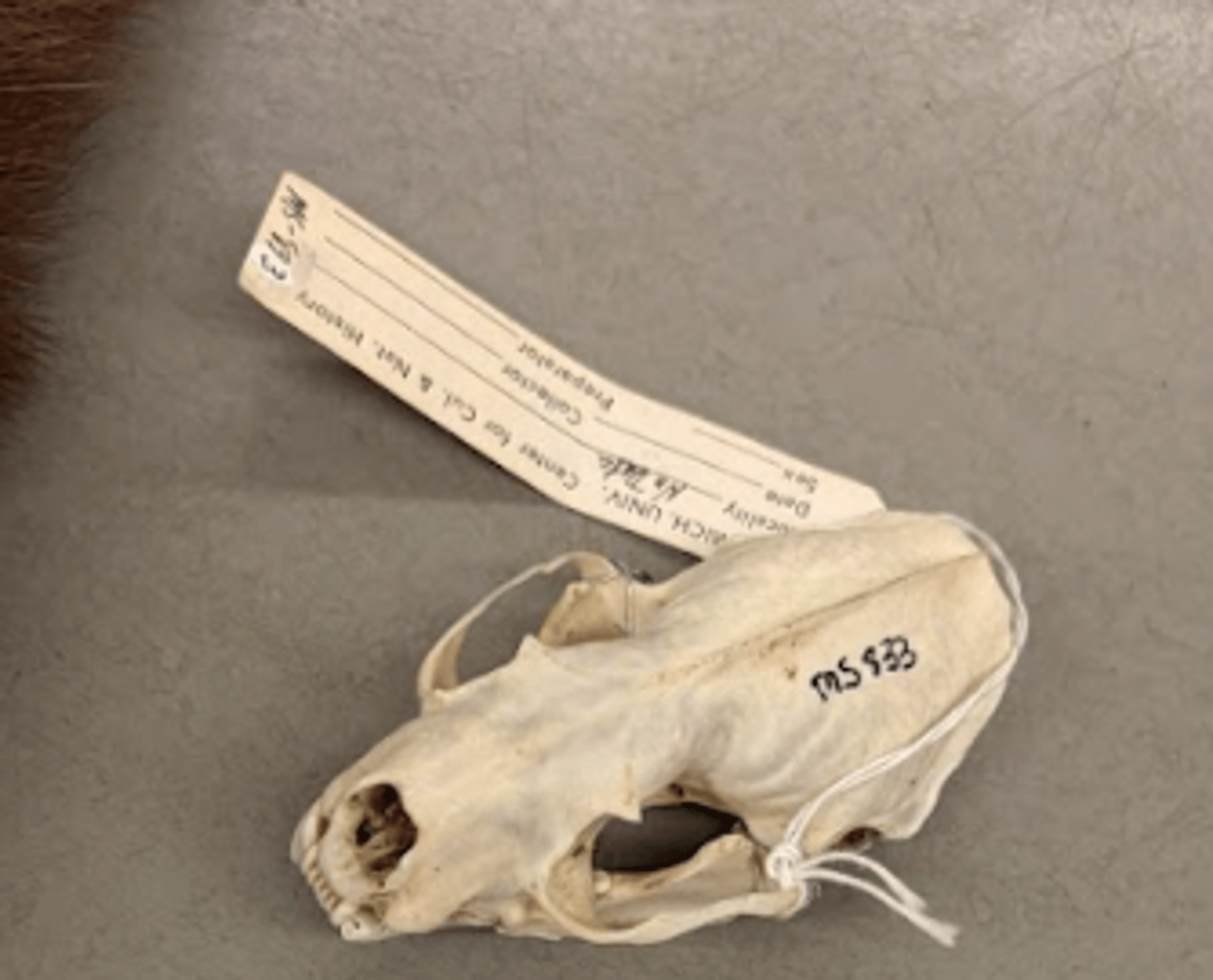 <p>What is this specimen?</p>