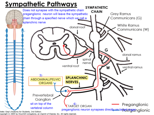 <p>The preganglionic neuron will then leave the sympathetic chain through splanchnic nerves and synapse with a postganglionic neuron in a prevertebral ganglion to reach abdominal and pelvic organs</p>