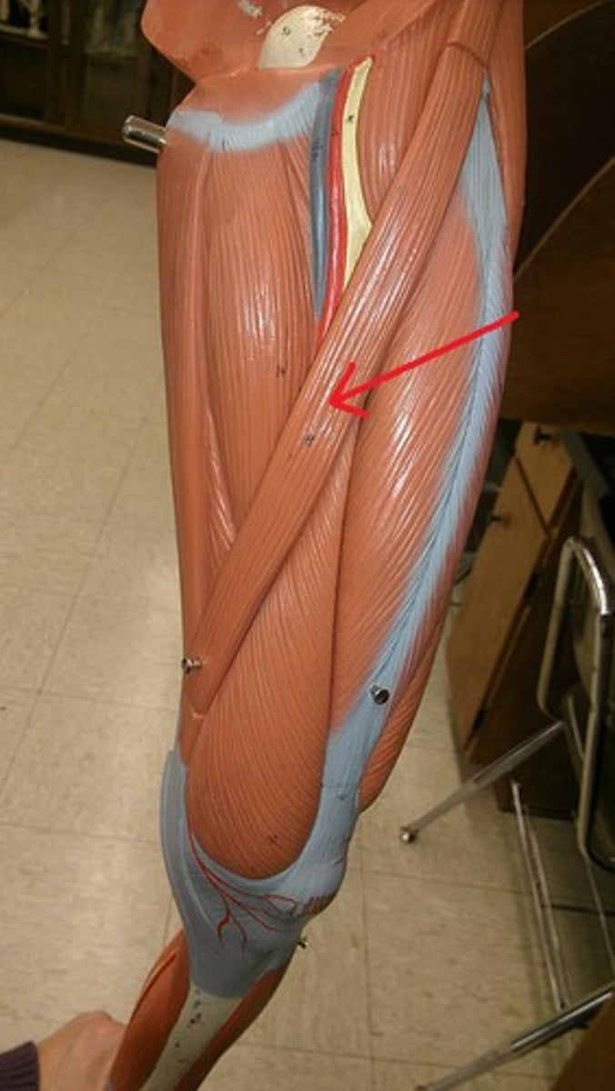 <p>origin: Ilium<br>insertion: tibia<br>action: flexion at knee, and extension at hip</p>