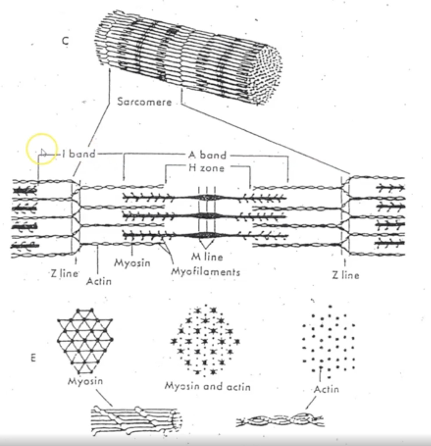 <p>overlapping myofilaments called actin and myosin.</p><p>They slide over each other to contract the muscle fiber</p>