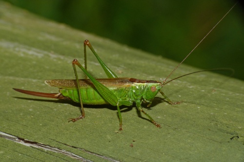 <p>tettigoniidae</p>