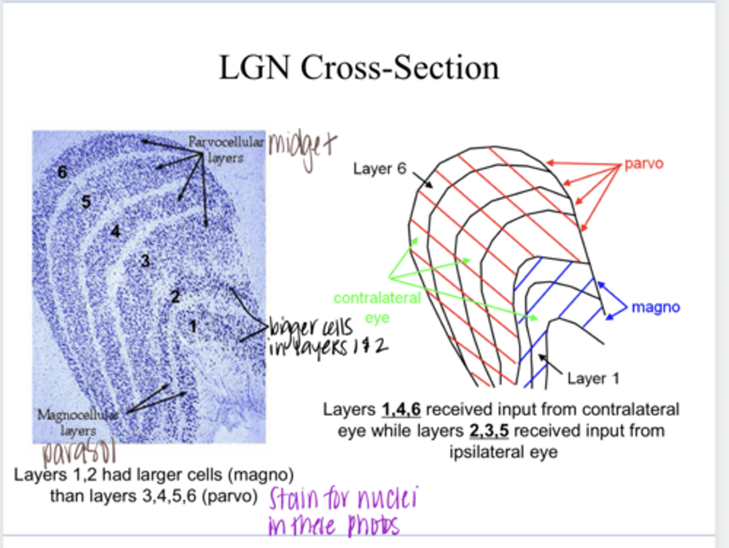 <p>What are the histological characteristics of the Magno layers compared to Parvo?</p>
