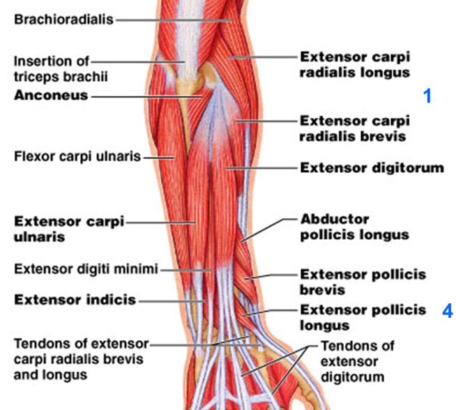 <p><strong>origin:</strong> lateral epicondyle of humerus and posterior border of ulna </p><p><strong>insertion: </strong> base of 5th metacarpal</p><p><strong>innervation: </strong> radial nerve</p><p><strong>action: </strong>extend and adduct wrist </p>