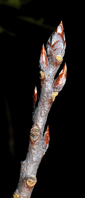 Blade: heart-shaped, big serrations
Reproductive: fat, ovate buds
Bark: start white-green smooth
 age and get furrows (can be orange)