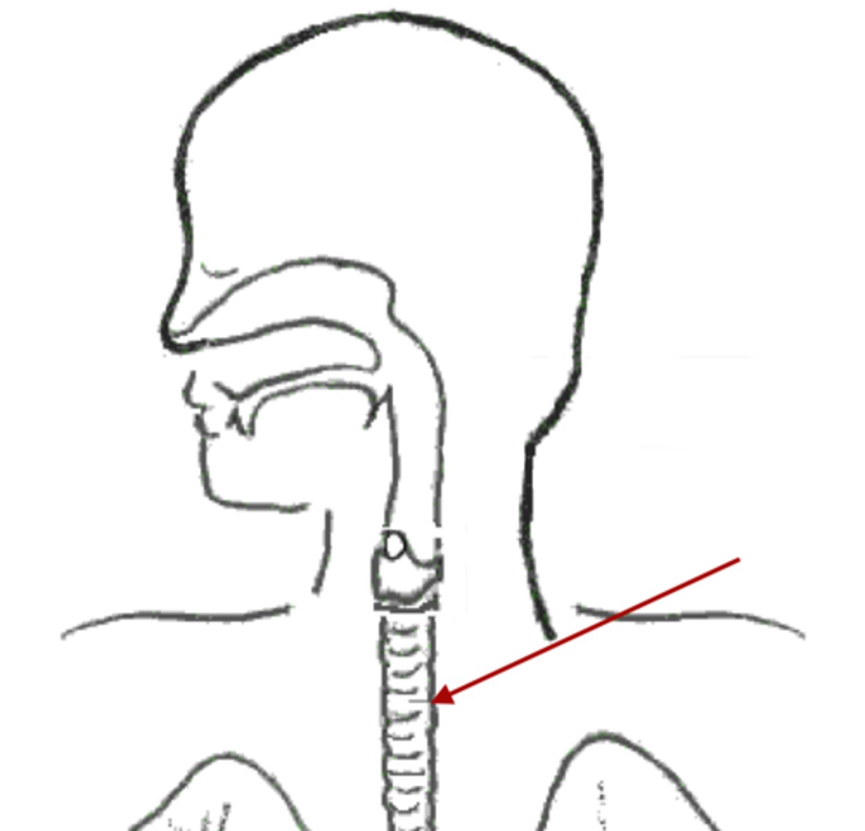<p>a large tube reinforced by rings of cartilage, extending from the larynx to the bronchial tubes and conveying air to and from the lungs; the windpipe.</p>