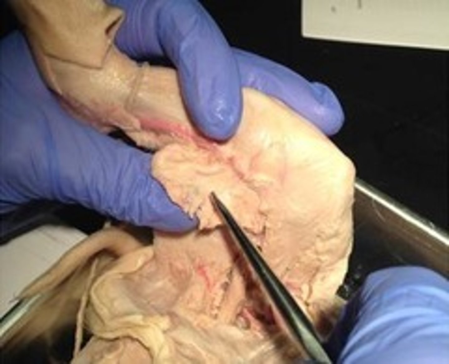 knowt flashcard image