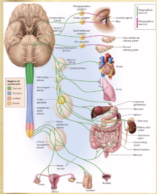 <p>oculomotor nerve</p><ul><li><p>narrows pupil, focuses lens</p></li></ul><p>facial nerve</p><ul><li><p>tear, nasal, and salivary glands</p></li></ul><p>glossopharyngeal nerve</p><ul><li><p>parotid salivary gland</p></li></ul><p>vagus nerve</p><ul><li><p>viscera</p></li></ul><p></p>