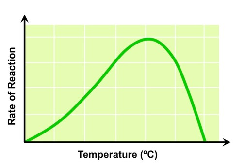 <p>Temperature can be investigated by changing the temperature of water surrounding an aquatic plant. It could also be investigated by changing the distance of a heat source from a photosynthesizing organism. </p><p>The independent variable in such an experiment is the temperature. The dependent variable is the rate of photosynthesis. The controlled variables include other limiting factors such as light intensity and carbon dioxide concentration.</p>