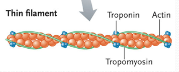 <p>found between the ends of the tropomyosin molecules in the groove btwn actin strands, composed of 3 subunits: one that binds to actin, a second that binds to tropomyosin, and a third that binds to calcium ions</p>