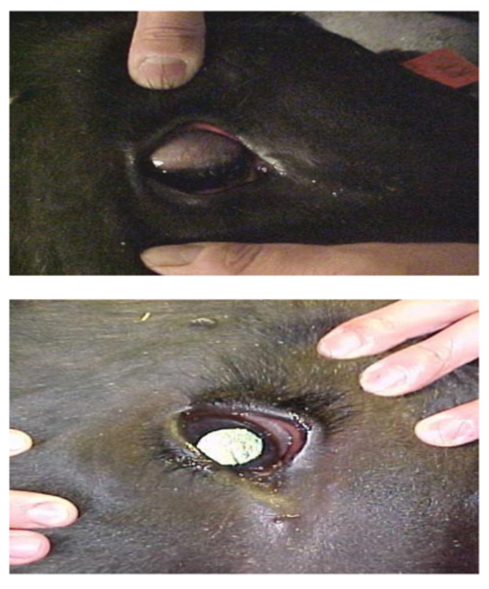 <p>how can we describe ocular rotation under anesthesia for ruminants</p>
