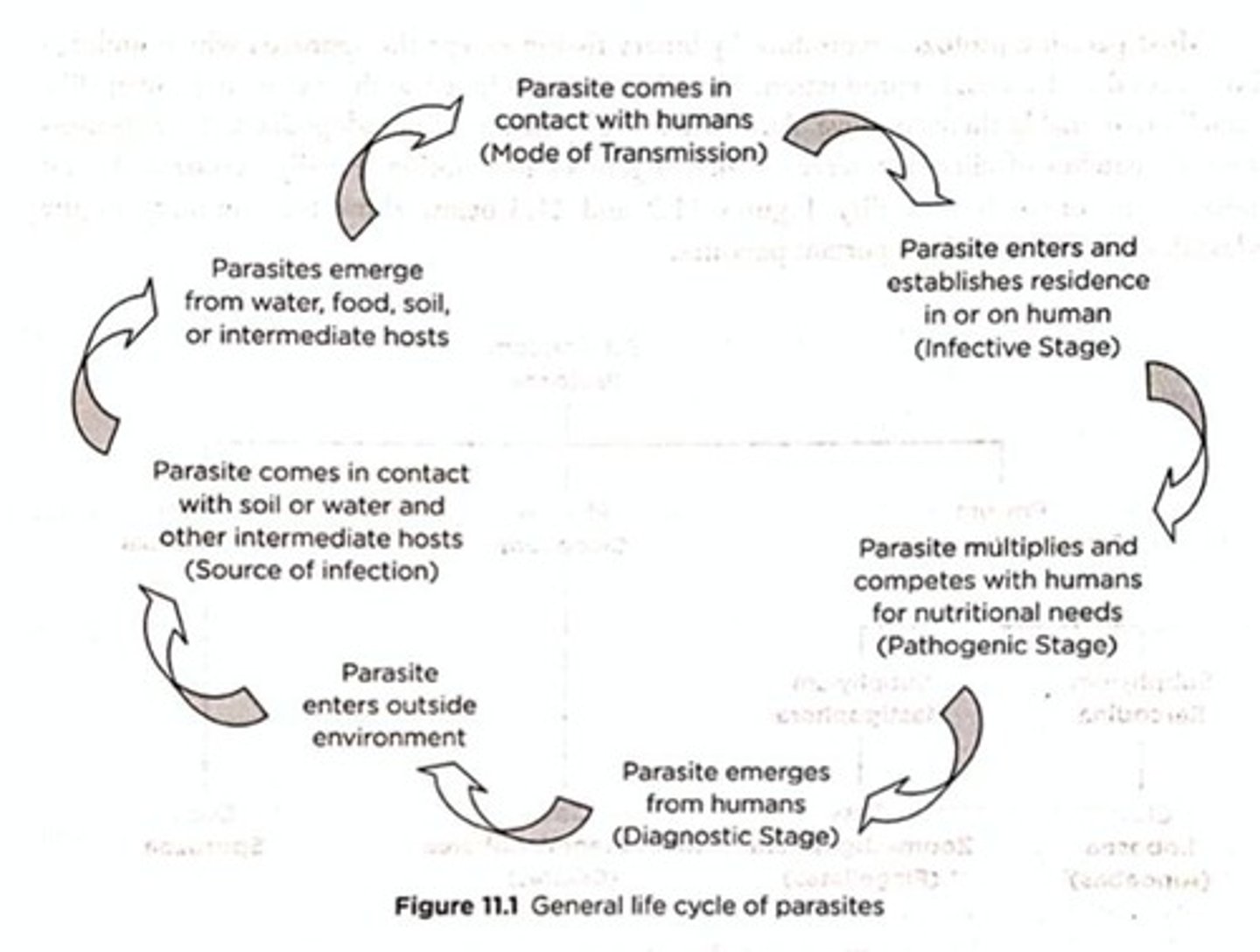 <p>The various ways parasites are transmitted from one host to another.</p>