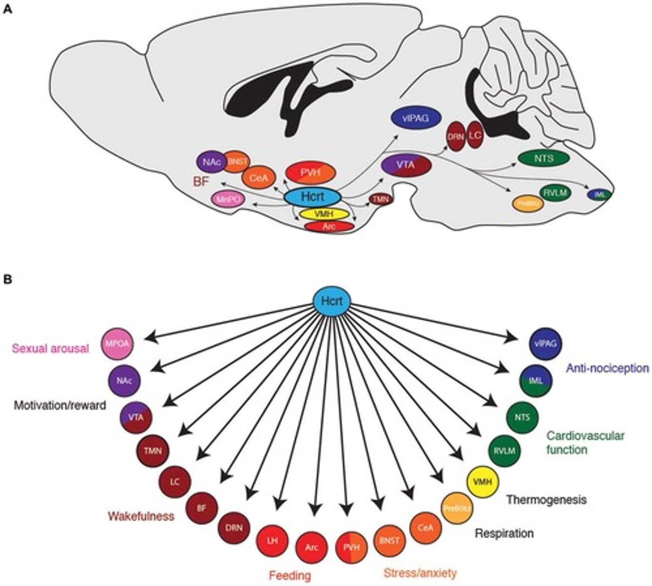 <p>Process promoted by orexin.</p>