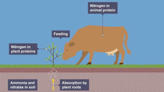 <p>nitrifying bacteria (aerobic) convert ammonia into nitrates</p>