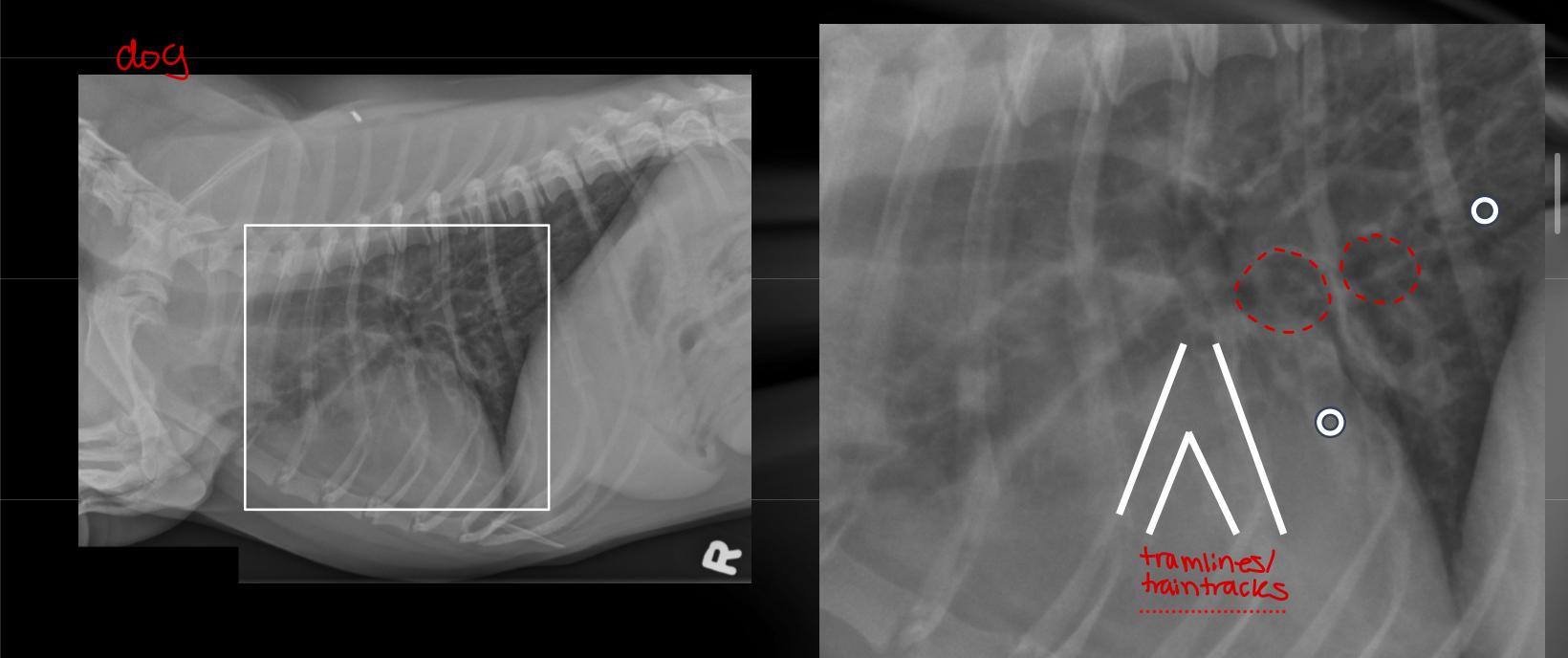 <ul><li><p><span>Increased visibility, conspicuity and thickening of bronchial walls</span></p><ul><li><p><span>Doughnuts&nbsp;</span></p></li><li><p><span>Tramlines</span></p></li></ul></li></ul><p>Differentials</p><ul><li><p><span>See with “lower airway disease of infectious, parasitic or allergic etiology (bronchitis, lungworms, asthma)</span></p></li><li><p><span>recurrent airway obstruction in horse</span></p></li><li><p><span>Some bronchial wall mineralization is common in older dogs</span></p></li></ul><img src="https://knowt-user-attachments.s3.amazonaws.com/67007514-64ca-4d9e-8ab6-a9b8d5f0bf67.jpg" data-width="100%" data-align="center"><img src="https://knowt-user-attachments.s3.amazonaws.com/355fc6e9-d1ae-449c-abb1-a5e113f41ffd.jpg" data-width="100%" data-align="center"><p></p>