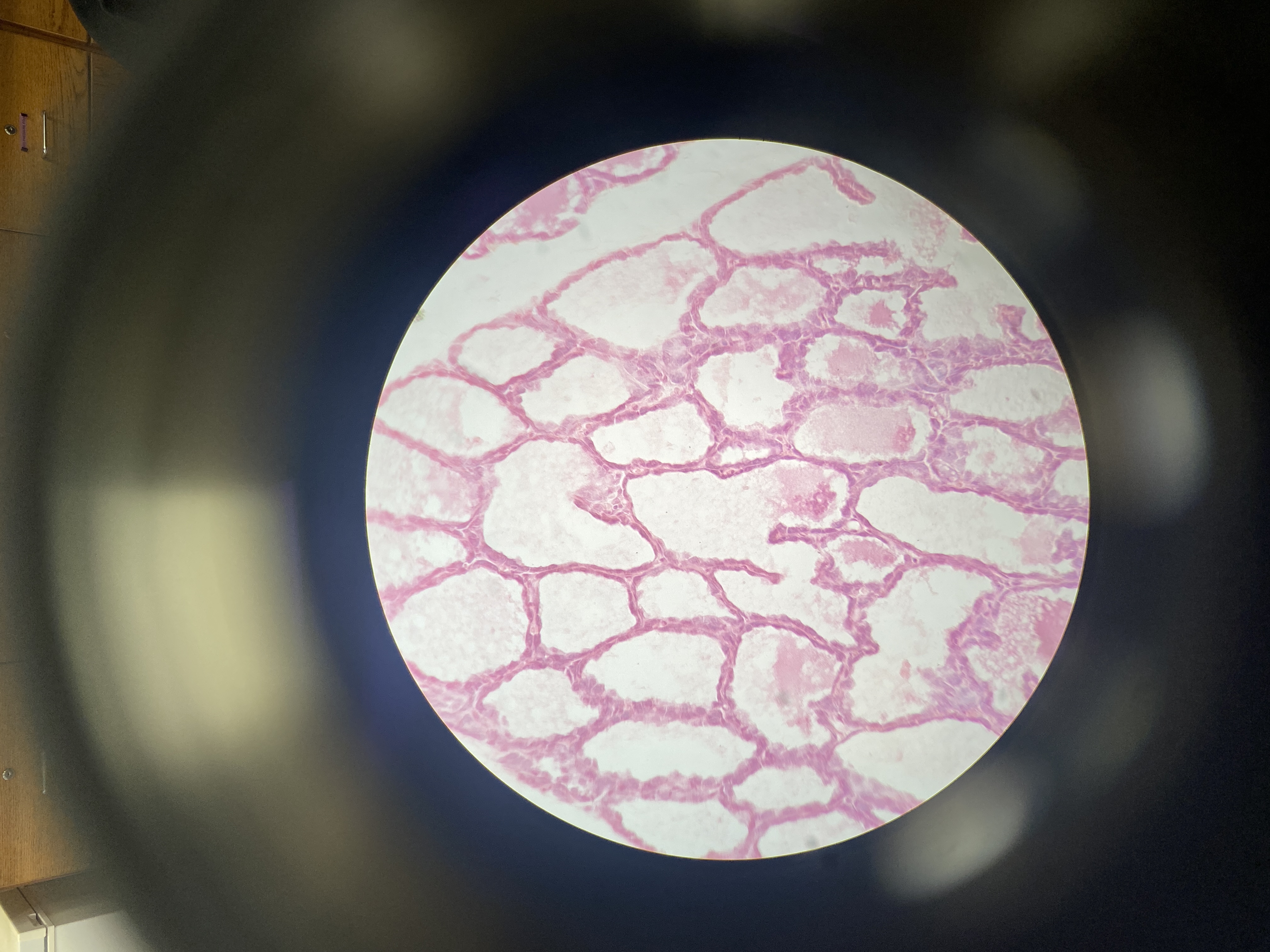 What cell is this?