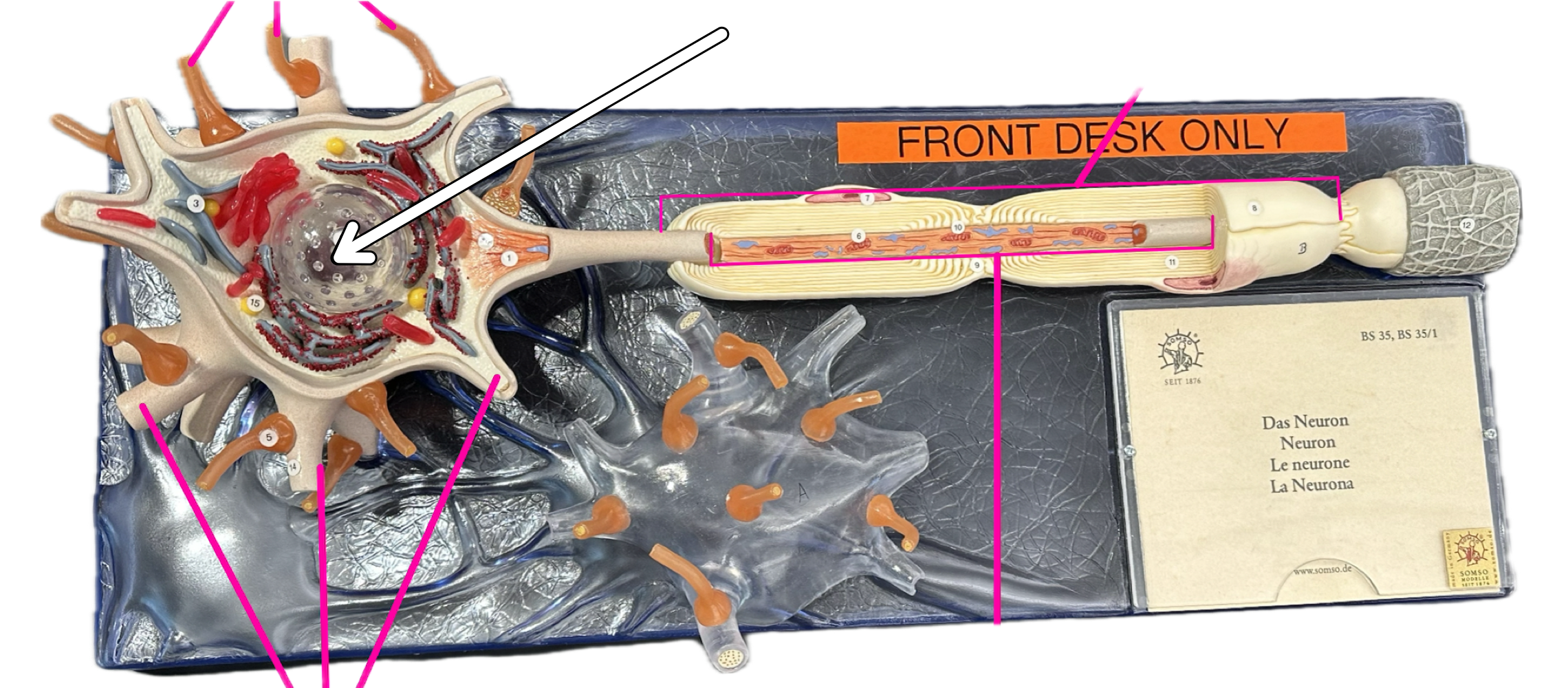 knowt flashcard image