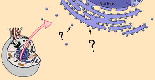 sites of protein synthesis, composed of a large and small subunit, assembled in nucleolus of cell and released into cytoplasm where they interact with mRNA