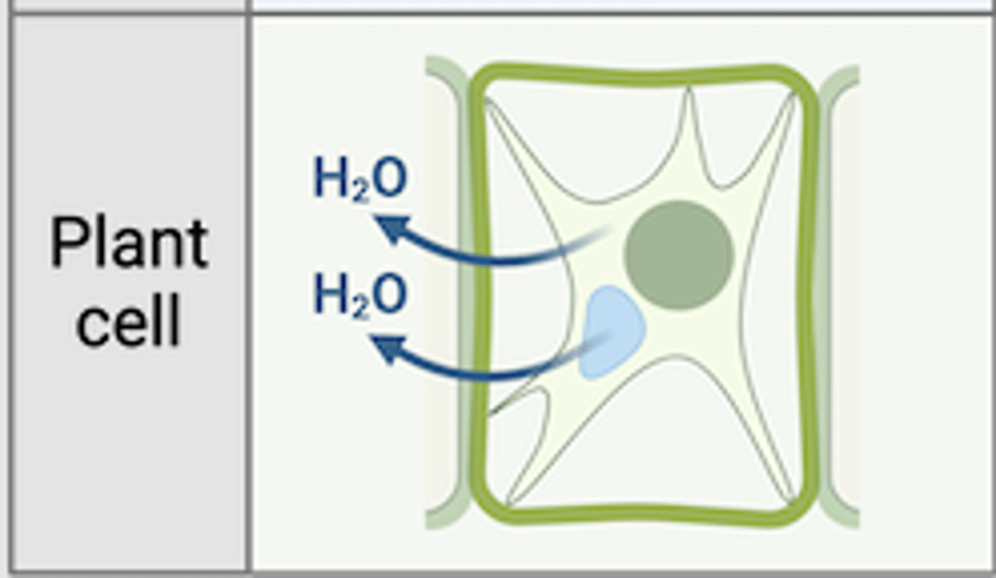 <p>plasmolysis will occur; the cell membrane will go away due to shriveling up &amp; dying but a cell wall is left behind</p>