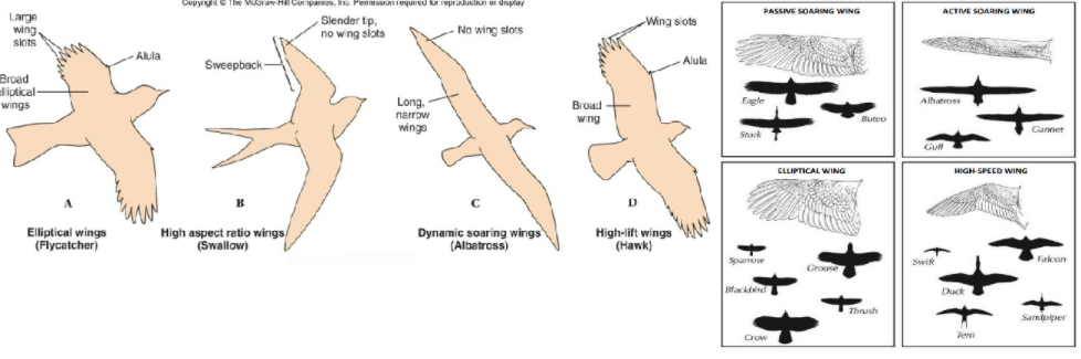 <p>flapping flight → thrust (move forward), soaring, gliding, hovering</p>