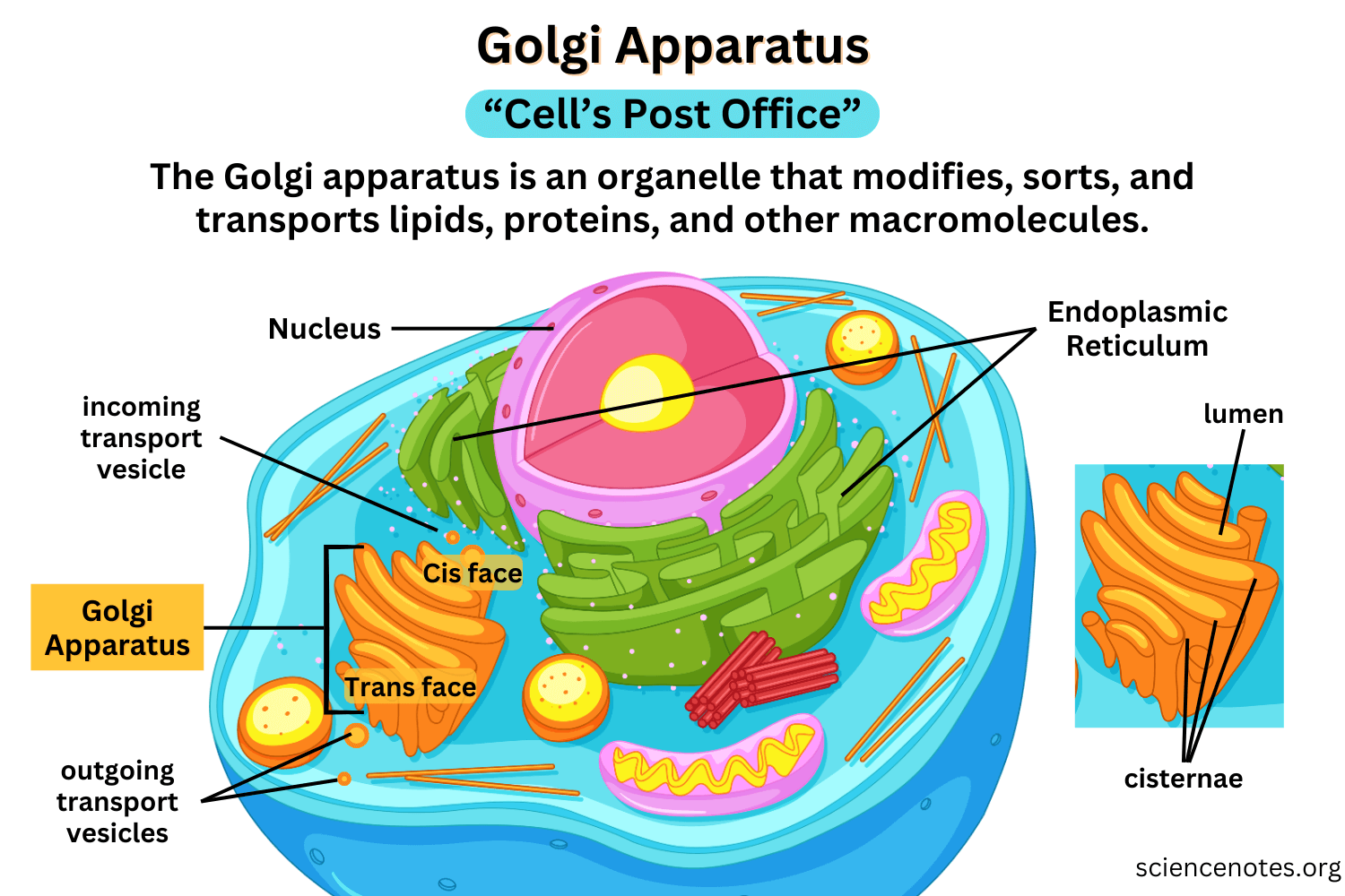 <p>a central organelle that <strong>processes, modifies, and sorts proteins and lipids</strong> received from the ER for delivery to their final destinations.</p><p><span data-name="small_blue_diamond" data-type="emoji">🔹</span> Key Functions</p><ol><li><p><strong>Sorting &amp; Dispatching</strong></p><ul><li><p>Directs ER-exported cargo to the <strong>plasma membrane</strong>, <strong>lysosomes</strong>, or <strong>secretory vesicles</strong></p></li><li><p>Uses <strong>signal sequences</strong> and <strong>membrane domains</strong> for targeting</p></li></ul></li><li><p><strong>Carbohydrate Synthesis</strong></p><ul><li><p>Synthesizes <strong>complex polysaccharides</strong>, including those for the <strong>cell wall</strong> (in plants) and <strong>extracellular matrix</strong> (in animals)</p></li></ul></li><li><p><strong>Oligosaccharide Attachment</strong></p><ul><li><p>Adds and remodels <strong>glycan chains</strong> on proteins and lipids</p></li><li><p>Includes <strong>N-linked trimming</strong> and <strong>O-linked glycosylation</strong></p></li></ul></li><li><p><strong>Extracellular Matrix &amp; Cell Wall Components</strong></p><ul><li><p>Packages and modifies structural molecules for <strong>secretion</strong> and <strong>tissue architecture</strong></p></li></ul></li></ol><p></p>