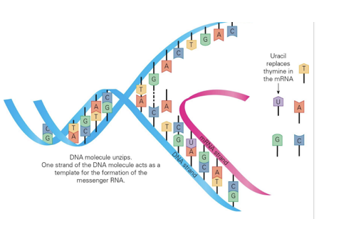 <ul><li><p>Happens in the nucleus of the cell&nbsp;</p></li><li><p>DNA → messenger RNA (mRNA)&nbsp;</p></li><li><p>An enzyme binds to the DNA at the gene being copied&nbsp;</p></li><li><p>The DNA strand unwinds&nbsp;</p></li><li><p>One side of the strand is read&nbsp;</p></li><li><p>A complementary copy of the strand is made - mRNA</p></li><li><p>The only difference is Uracil (U) replaces Thymine (T)&nbsp;</p></li><li><p>The mRNA moves away from the DNA and the DNA strand is zipped back up</p></li></ul><p></p>