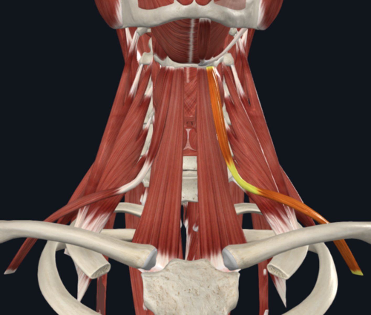 <p>What is the Omohyoid muscle of the infrahyoid muscles attach to and function?</p>