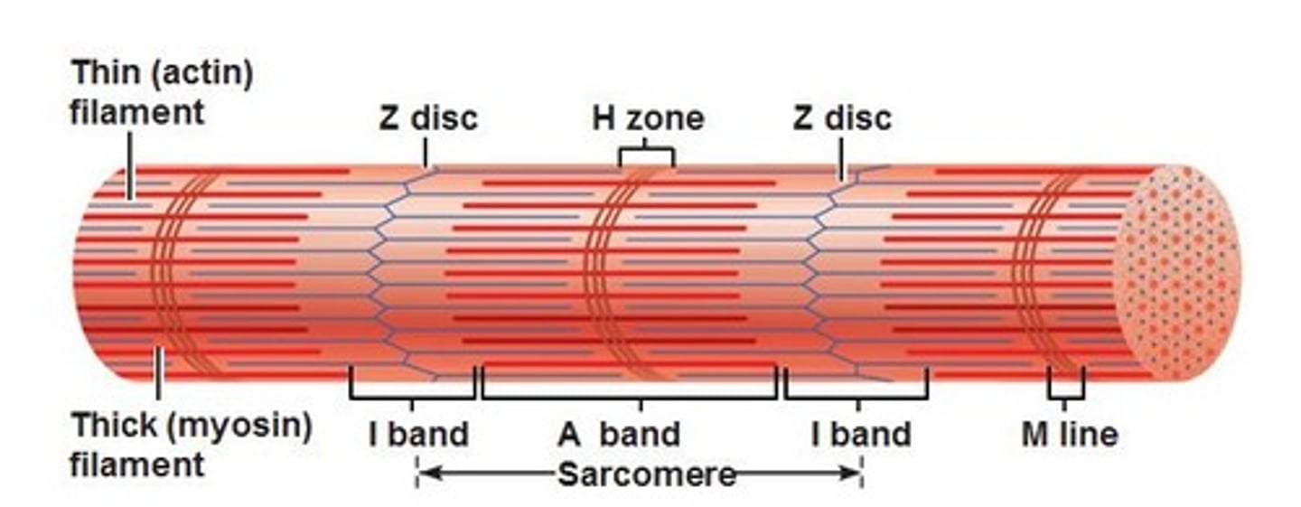 <p>middle of A band; thick filaments only</p>