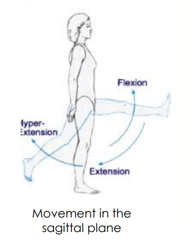 <p>Group: iliopsoas mm. (flexion)</p>