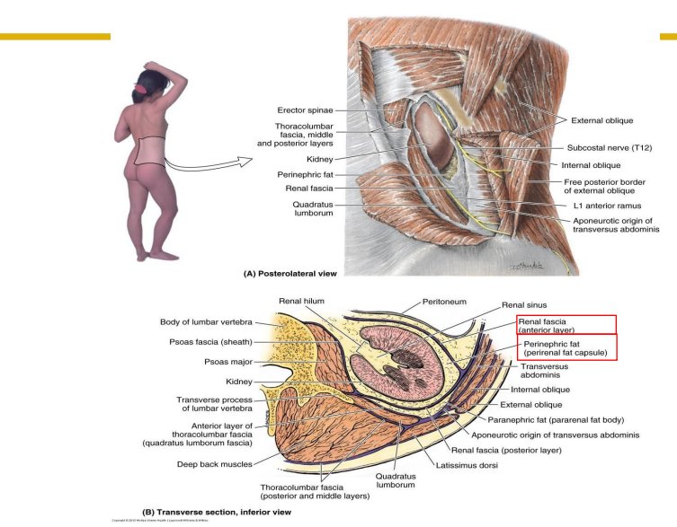 <p>- diaphragm protects posterior aspect of superior poles of kidneys from ribs</p><p>- Kidneys are deep to the posterior abdominal wall muscles in hypochondrium regions</p><p>- fascia holds the kidneys in place</p><p>- fat protects the kidneys (perinephric fat)</p>