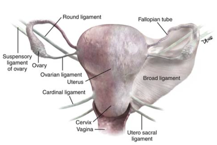 <ul><li><p>one of the two ligaments that <span style="color: yellow;"><strong><span>anchor the cervix</span></strong></span><strong> </strong>(only portion of uterus that is <strong>fixed</strong>/firmly supported)</p></li><li><p><strong>continuation of broad ligament</strong></p></li><li><p><span style="color: red;">extend <strong>across lateral pelvic floor</strong></span></p></li><li><p>“wide bands of fibromuscular tissue arising from <span style="color: yellow;"><span>lateral aspects of cervix</span></span> and inserting along lateral pelvic floor; a <span style="color: yellow;"><span>continuation of the broad ligament</span></span> that provides rigid support for the cervix”</p></li></ul><p></p>