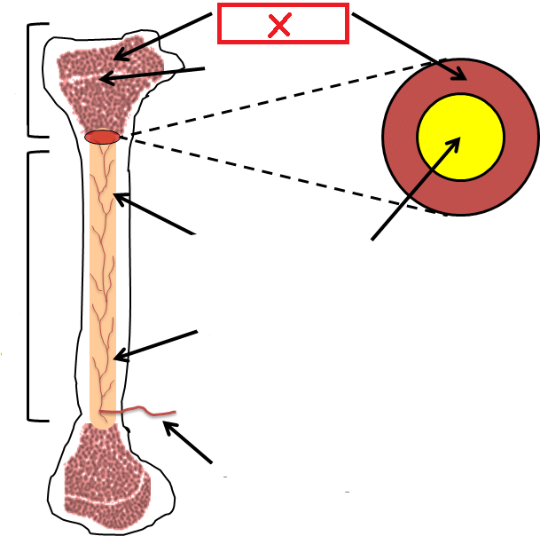 Myeloid Tissue: Hematopoiesis. Tissue within red bone marrow that produces the blood cells

