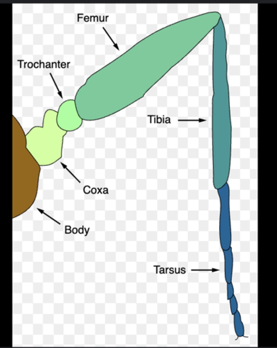 <p>Five parts: coxa (base), trochanter, femur, tibia, and tarsus (foot).</p>