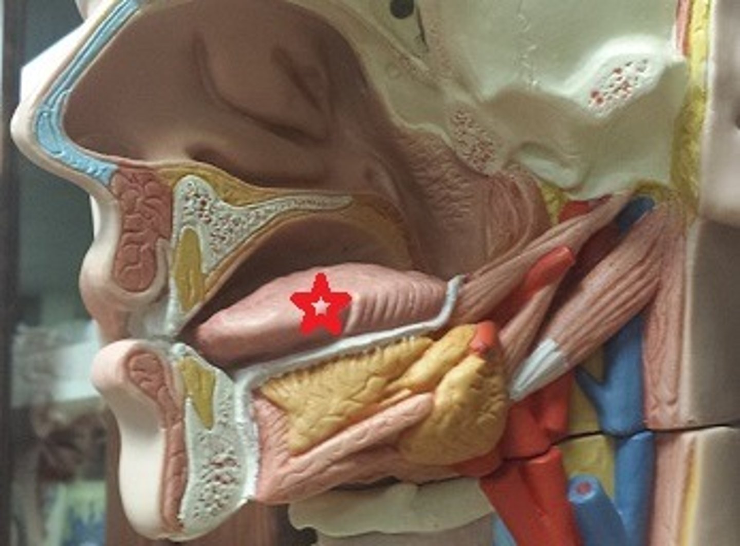 <p>What cranial nerve controls movements of this structure?</p>