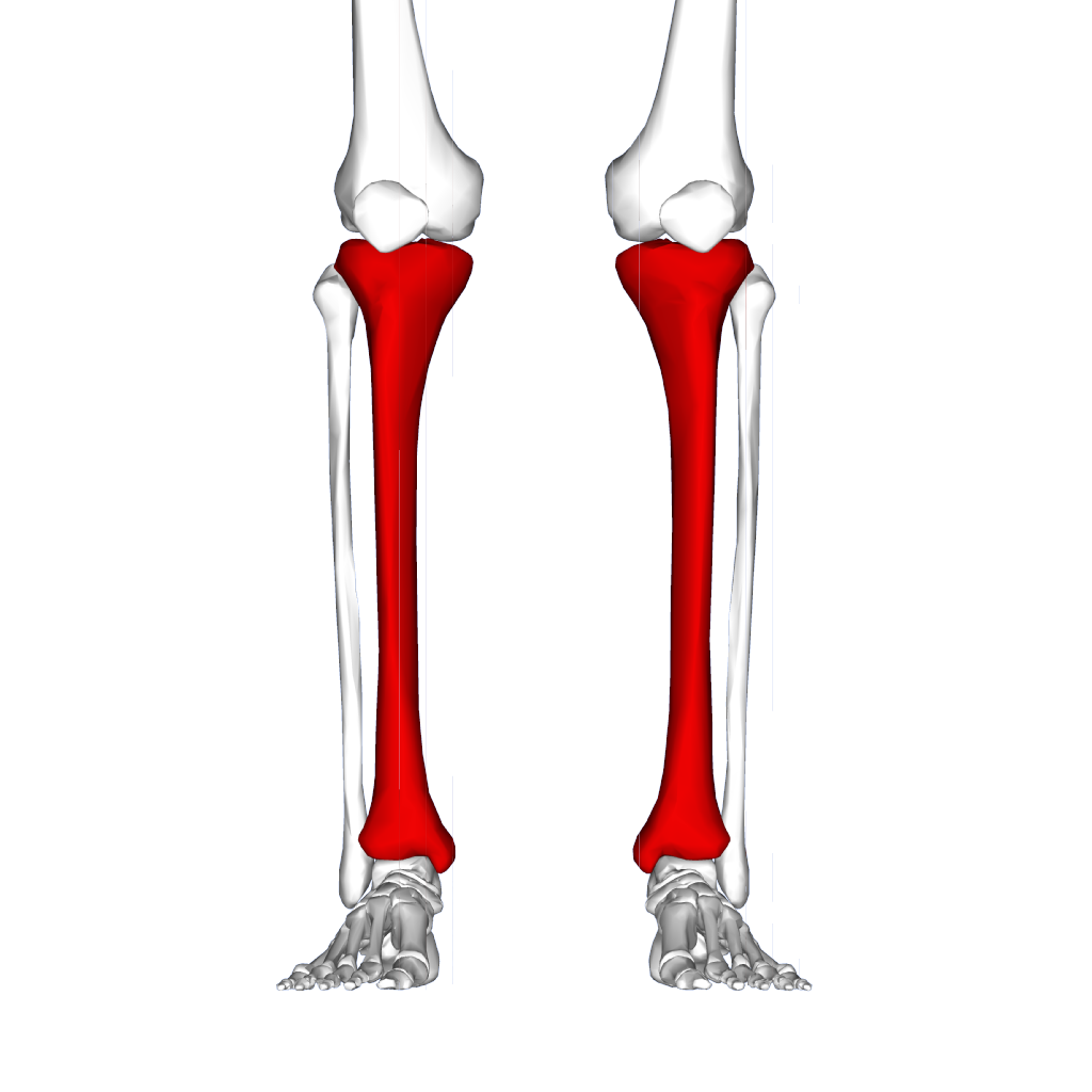 <p>what bone is this?</p>