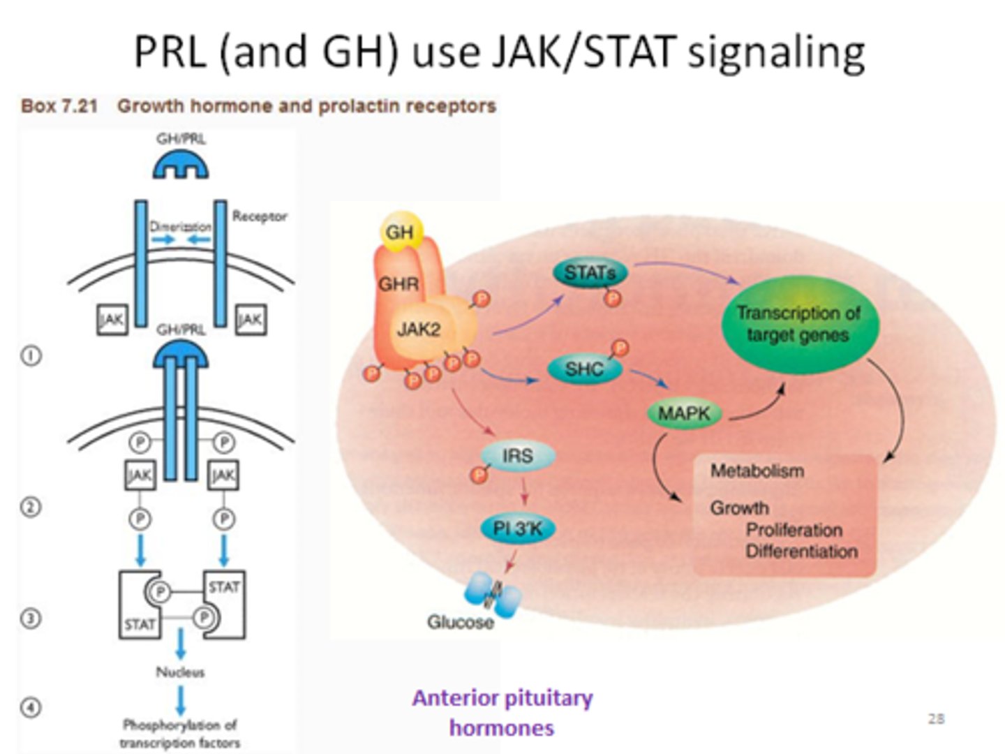 <p>Transmembrane Receptor</p>