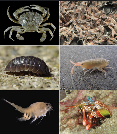 <p>Class Malacostraca (Under Subphylum Crustacea) has what Orders?</p>